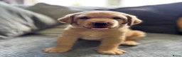 Labrador Retriever dogs for sale: Beautiful KC Registered Labrador Puppies - Advert 4