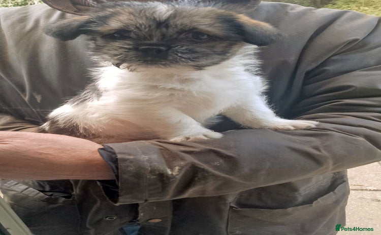 Mixed Breed dogs Lovely little shitzu cross puppies  - Advert 4