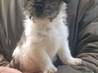 Mixed Breed dogs Lovely little shitzu cross puppies - Advert 18