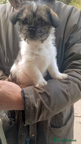 Mixed Breed dogs Lovely little shitzu cross puppies - Advert 4