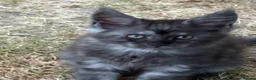 Maine Coon cats for sale: Maine Coon kittens ❤️❤️❤️❤️ in Colchester - Advert 14
