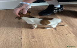 Mixed Breed dogs for sale: French Bull Jacks  (2 x boys 1 x girl) - Image 6