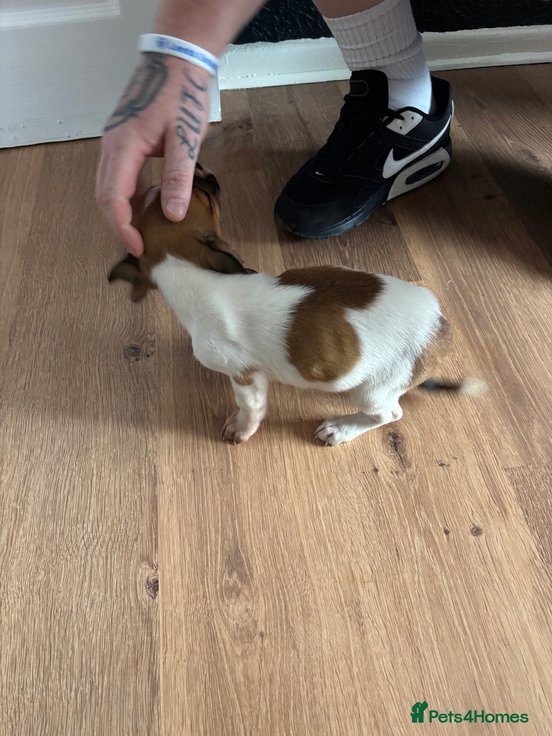 Mixed Breed dogs for sale: French Bull Jacks  (2 x boys 1 x girl) - Image 6