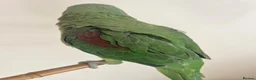 Parrots birds for sale: Alexander Parrot  in Burton-on-Trent - Advert 5
