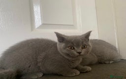 British Shorthair cats for sale: GCCF Active Championship line Blue & Lilac Kittens - Image 8