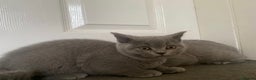British Shorthair cats for sale: GCCF Active Championship line Blue & Lilac Kittens - Advert 7