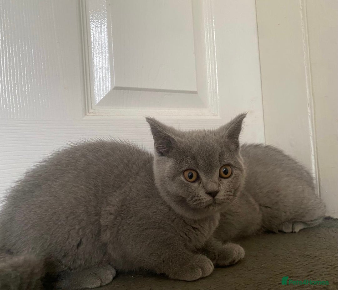 British Shorthair cats for sale: GCCF Active Championship line Blue & Lilac Kittens - Image 8