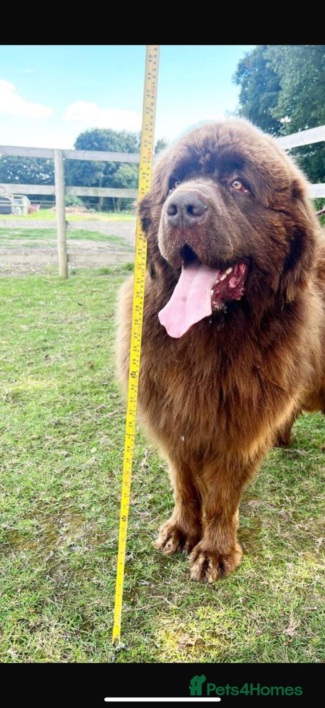 Newfoundland dogs for sale: 💙‘Maximus’ by name ‘Maximus’ by nature 💙 - Advert 6