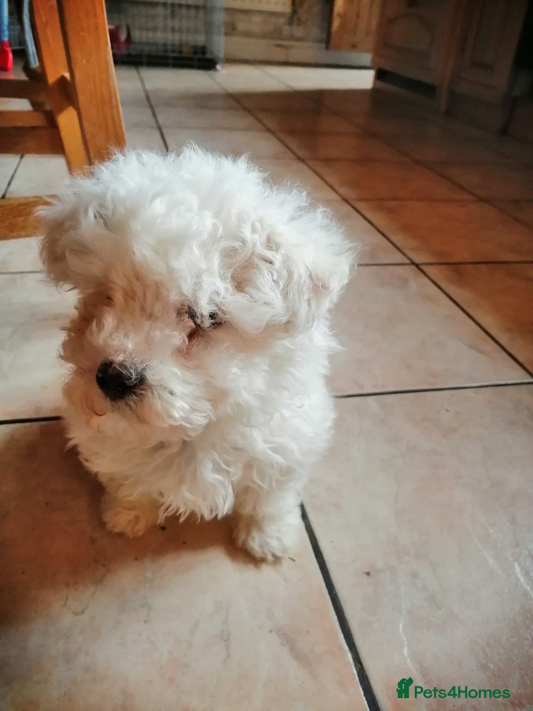 Bichon Frise dogs for sale: BICHON FRISE - Advert 1