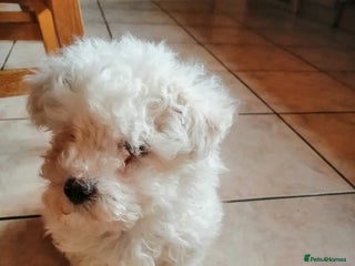 Bichon Frise dogs BICHON FRISE - Advert 17