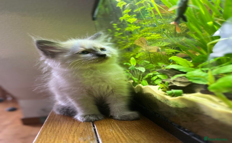 Ragdoll cats - Advert 6