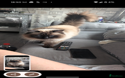 Ragdoll cats for sale: Mother and son ragdolls (4/1yrs) - Image 3