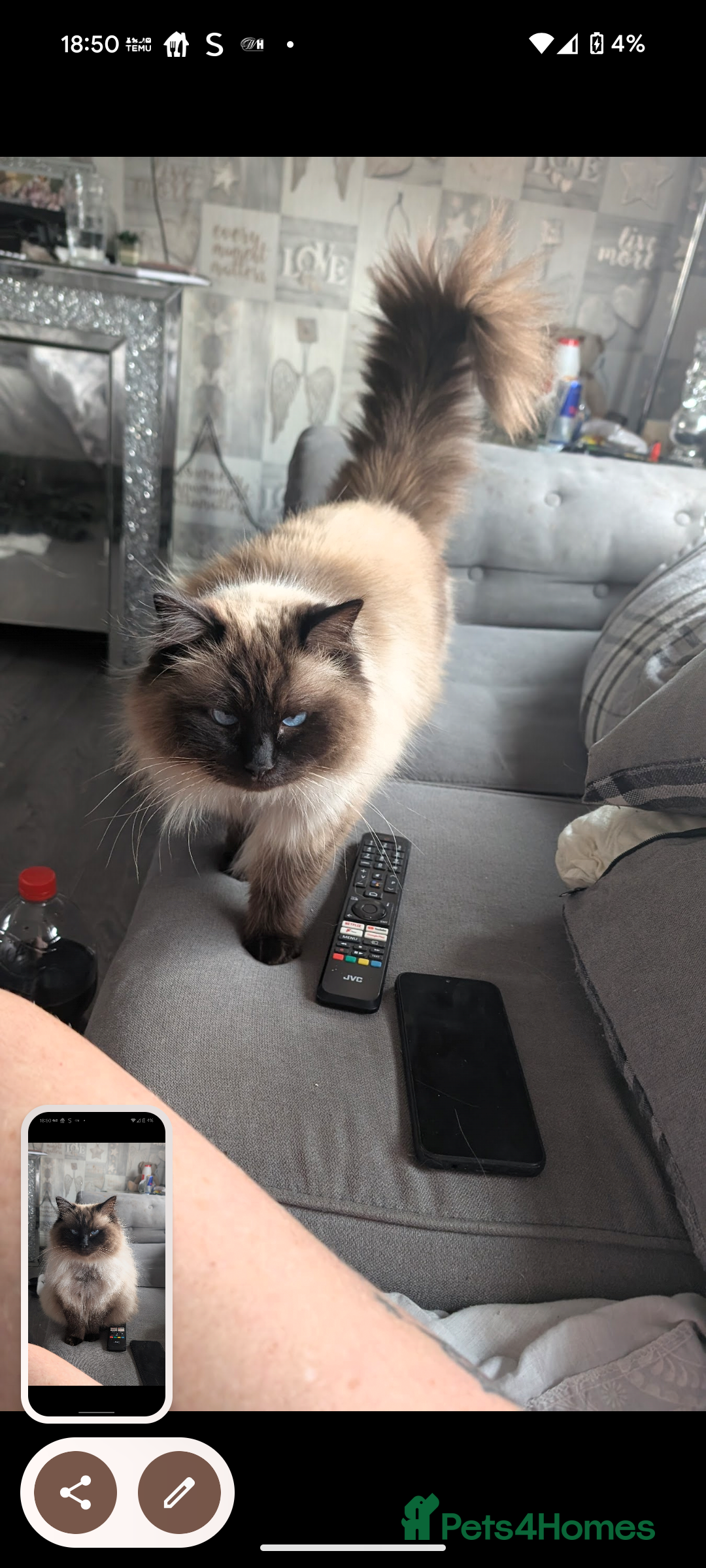 Ragdoll cats for sale: Mother and son ragdolls (4/1yrs) - Image 3