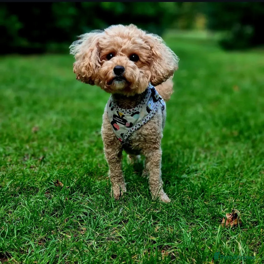 Maltipoo dogs for sale: Beautiful Maltipoo puppies,seeking furever home 🐾 - Advert 2
