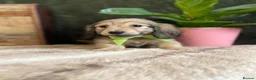Miniature Dachshund dogs for sale: EXQUISITE CREAM KC MINIATURE DACHSHUND  LONG HAIR - Advert 8