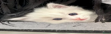 Ragdoll 1