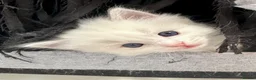 Ragdoll cats for sale: 3 Ragdoll kittens - Advert 8