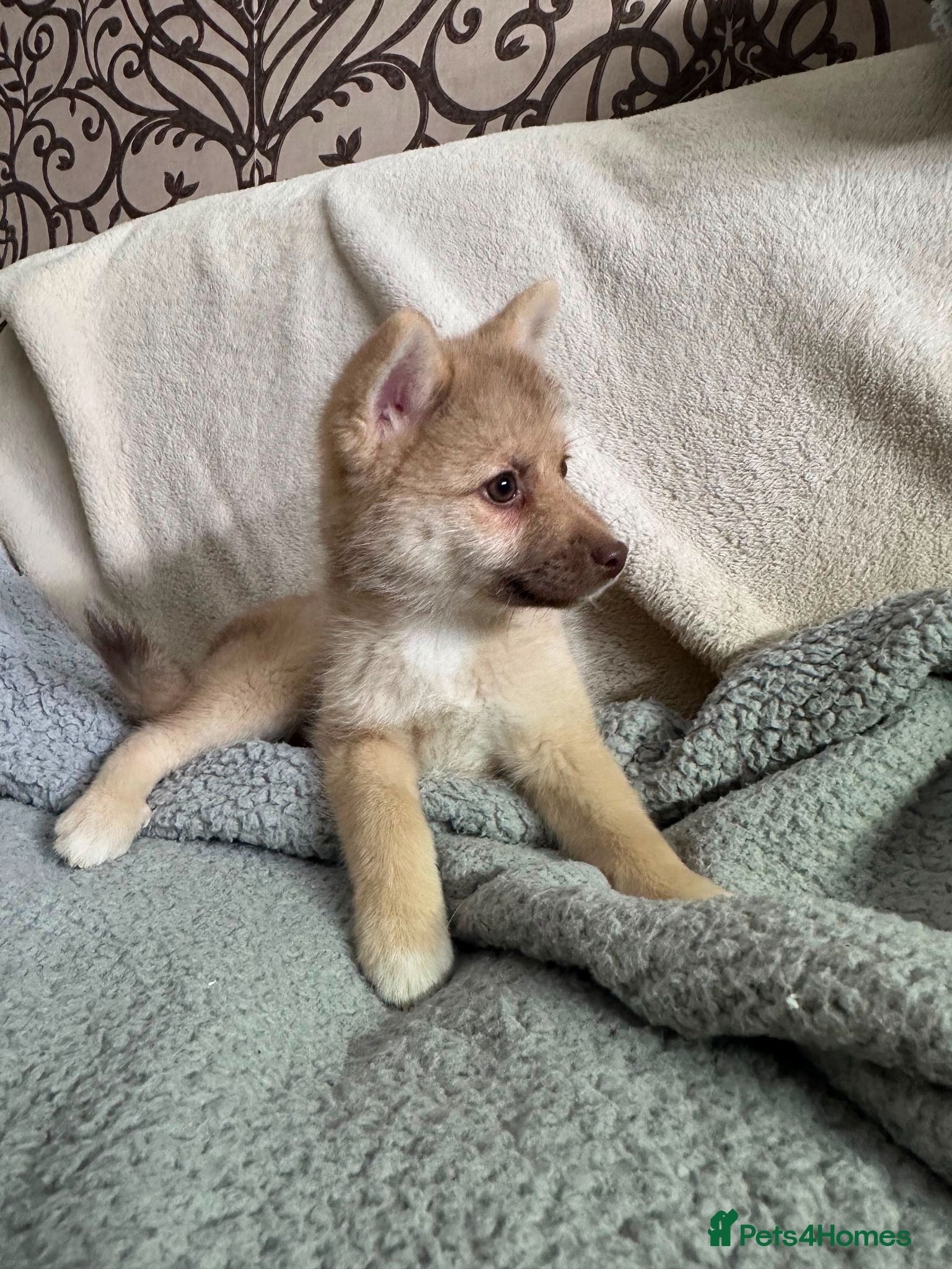 Pomsky dogs Last Boy Reduced, fully vaccinated, house trained - Advert 2