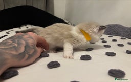 Ragdoll cats for sale: Ragdoll kittens  - Image 12