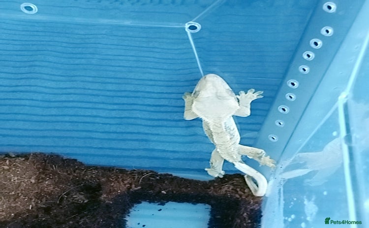 Gecko reptiles - Advert 1