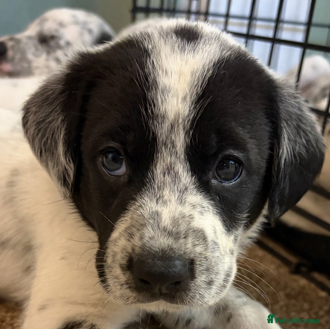 Mixed Breed dogs for sale: Pyrematian puppies - Advert 21