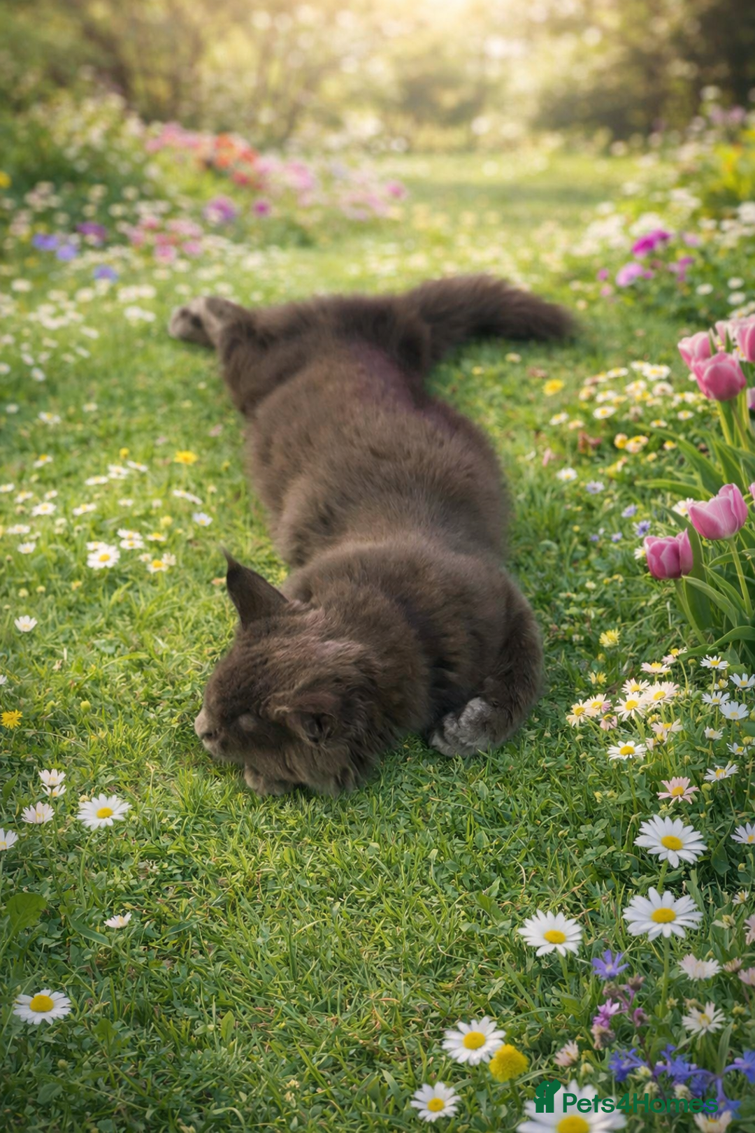 Maine Coon cats for sale: Gccf MaineCoon Kitten Exceptional Russian Lines 🌟 - Advert 7