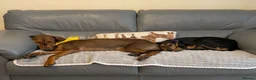 Mixed Breed dogs for adoption: James 1 Year Old Segugio Hound Gentle Sensitive • in Sleaford - Advert 7
