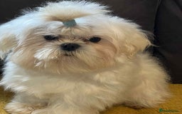 Maltese dogs for sale: Beautiful Korean Maltese in Barnstaple - Image 4