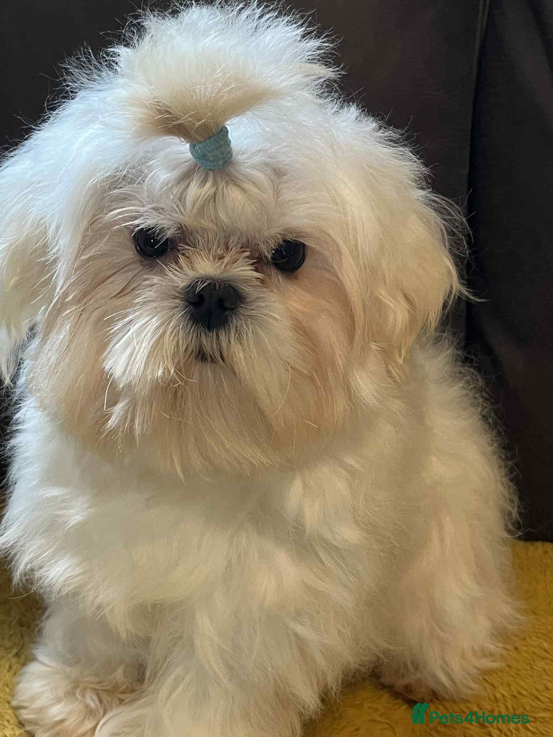 Maltese dogs for sale: Beautiful Korean Maltese in Barnstaple - Image 4