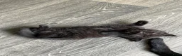 Mixed Breed cats for sale: Persian cross kittens for sale  - Advert 5