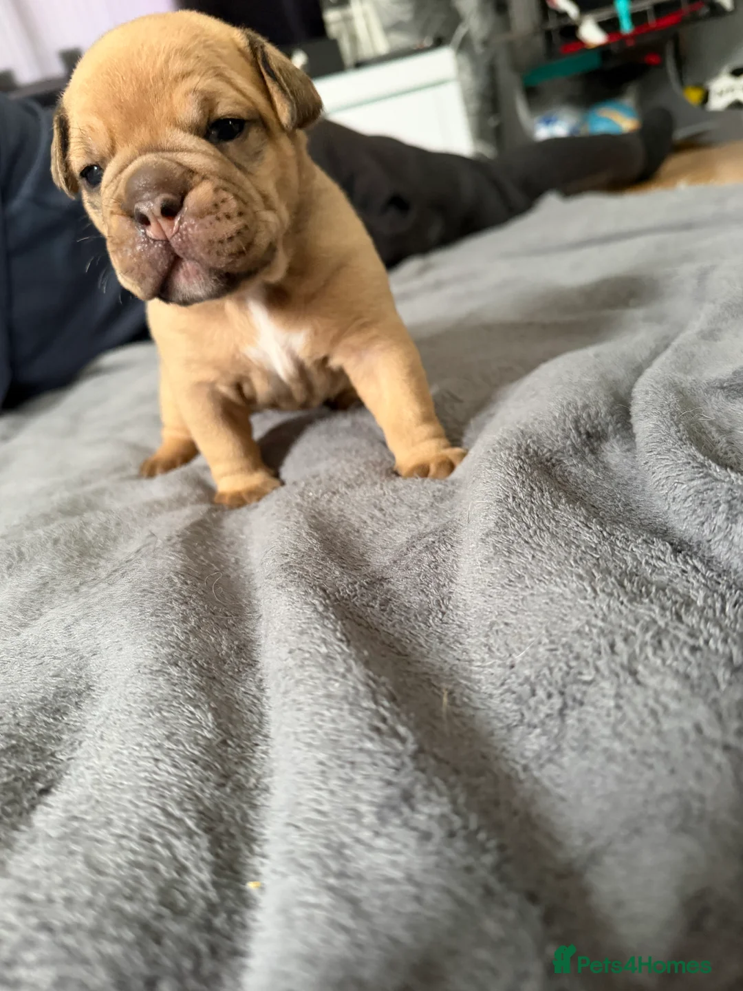 Old Tyme Bulldog dogs for sale: Old Tyme English Bulldog Puppies - Advert 29