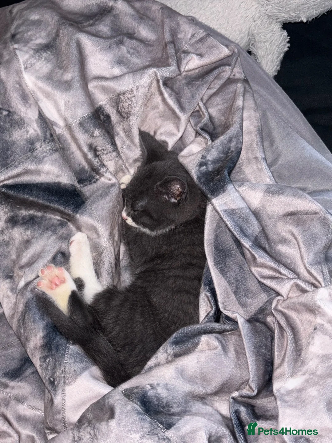 Mixed Breed cats for sale: Male grey and white kitten  - Advert 5