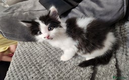 Mixed Breed cats for sale: Beautiful X Mainecoon babies  - Image 10