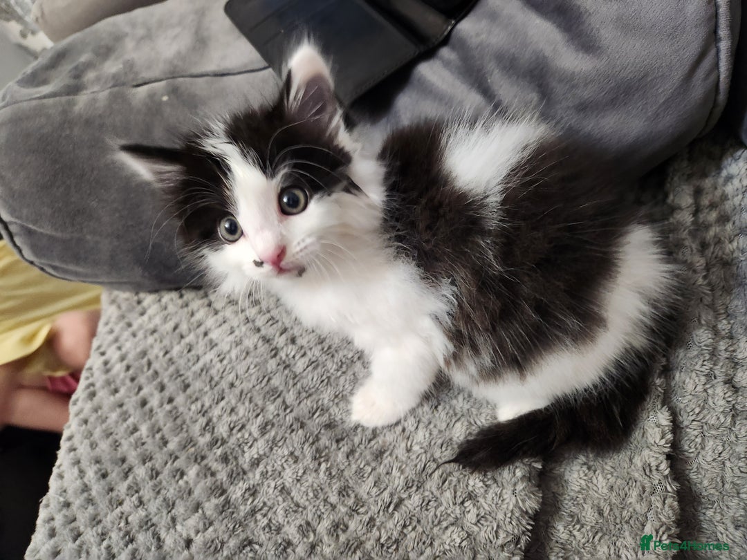 Mixed Breed cats for sale: Beautiful X Mainecoon babies  - Image 10