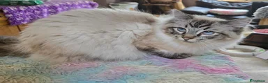 Ragdoll 1 Winnie 