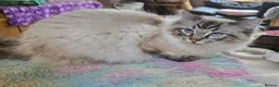 Ragdoll cats for sale: Seal and Blue Tabby female Ragdolls - Advert 5