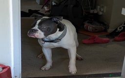 Dorset Olde Tyme Bulldogge dogs for sale: Buster - Image 3
