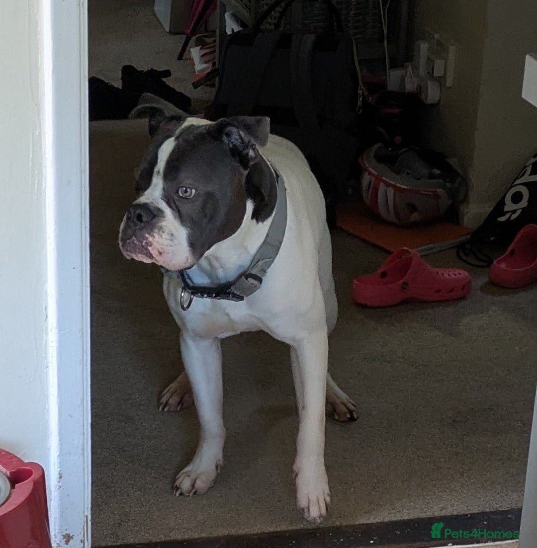 Dorset Olde Tyme Bulldogge dogs for sale: Buster - Image 3