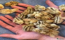 Mixed Breed birds for sale: Quails  - Image 1