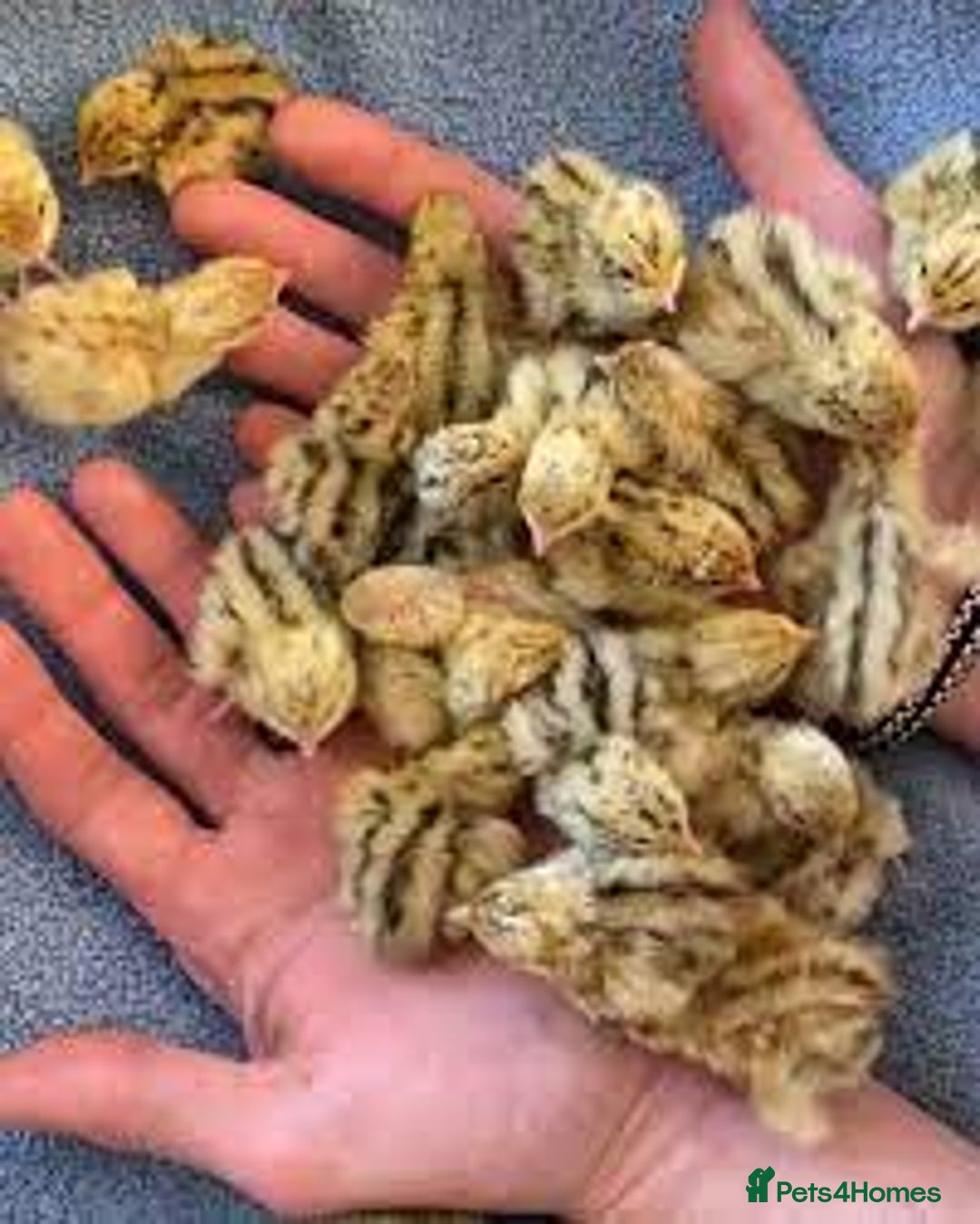 Mixed Breed birds for sale: Quails  - Image 1