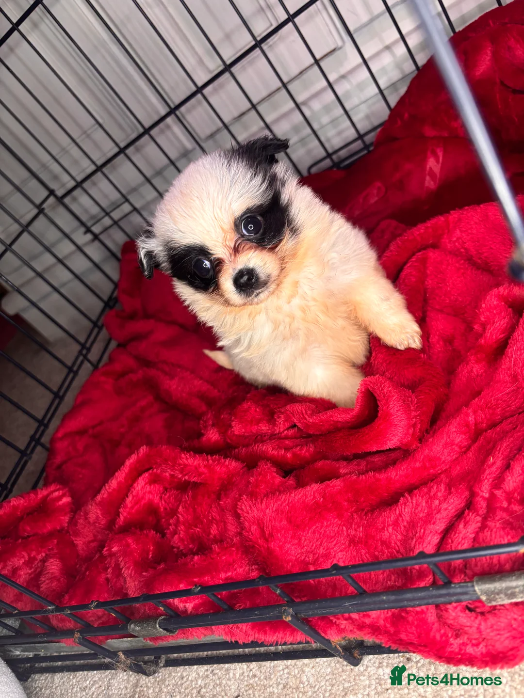 Pomchi dogs for sale: Pomchi puppy’s  - Advert 9