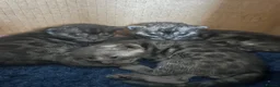 Bengal cats for sale: Beautiful Pedigree Silver Bengals - Advert 13