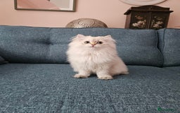 British Longhair cats for sale: Excellent Scottish straight girl ready to go - Image 33