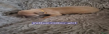 Yellow collar girl
