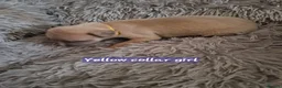 Whippet dogs for sale: Beautiful whippet puppies looking for new home in Swindon - Advert 11