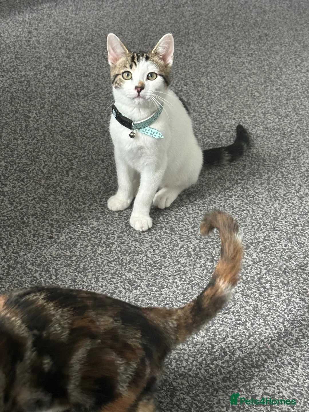 Domestic Shorthair cats for sale: 2 cats for sale - Advert 2