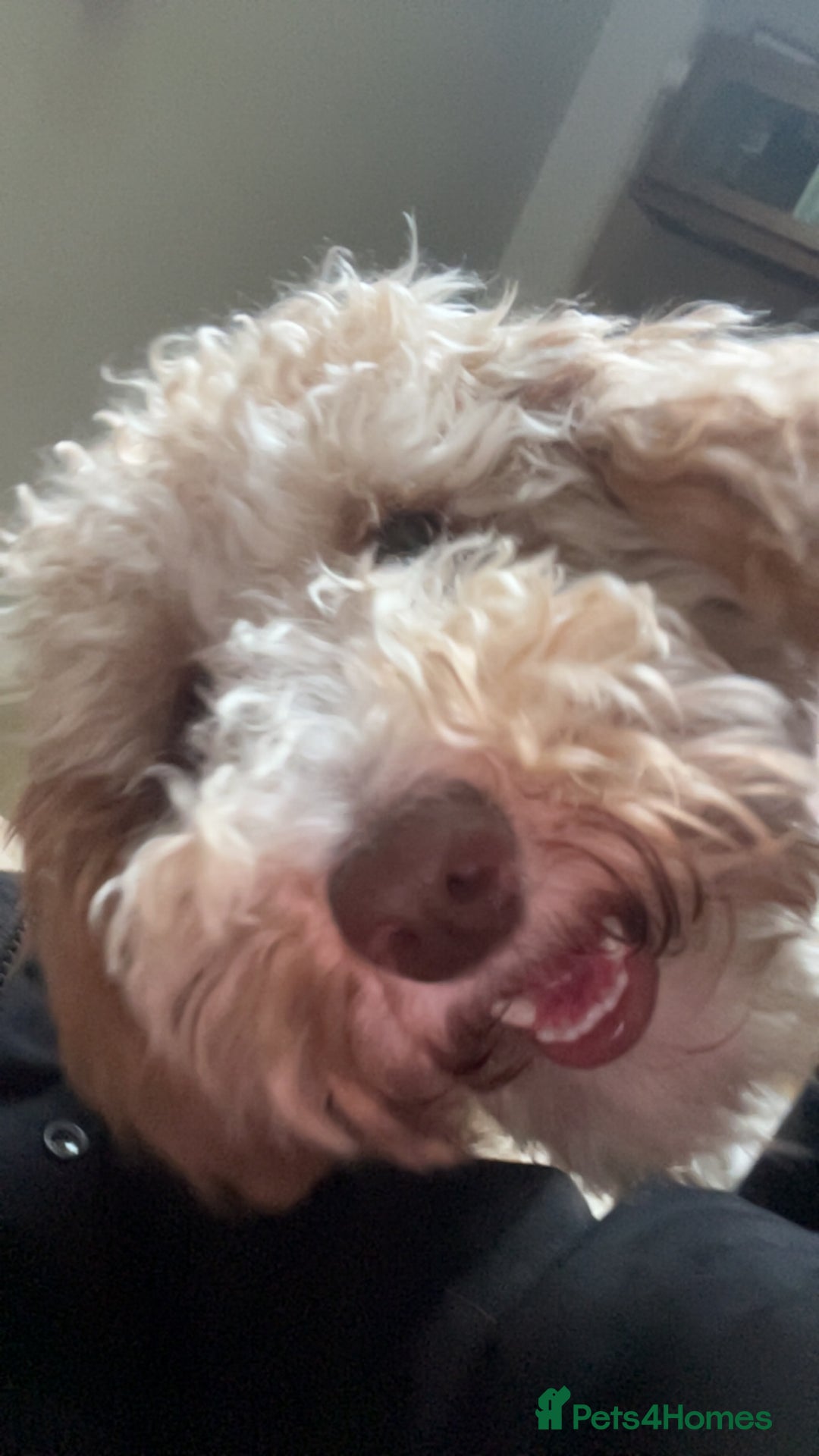 Cavapoo dogs for sale: Cavapoo  - Advert 3