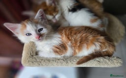 Mixed Breed cats for sale: 6 kittens  - Image 15