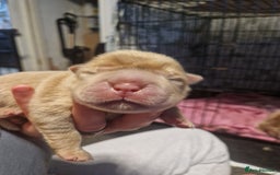 Shar Pei dogs for sale: Male Shar peis - Image 5