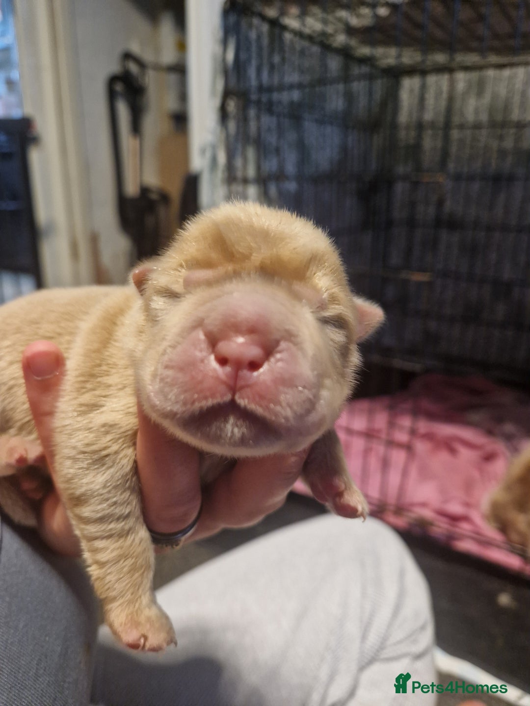 Shar Pei dogs for sale: Male Shar peis - Image 5